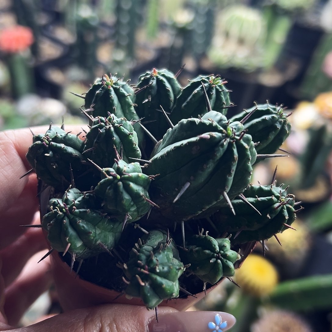 大吉颗仙人球111111111