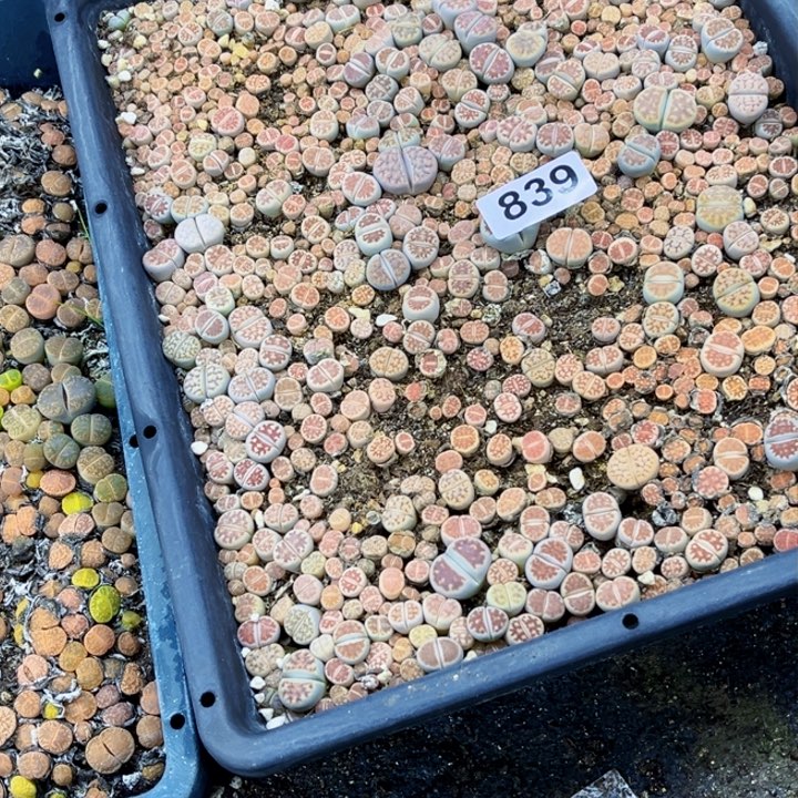 839 生石花一物一图如图