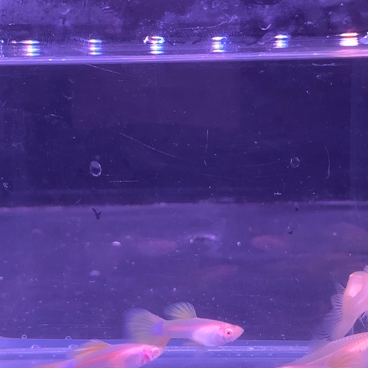 孔雀鱼金粉3对孔雀鱼