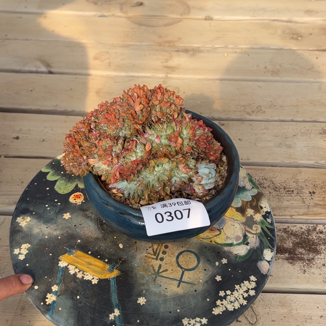 0307多肉植物组合盆栽