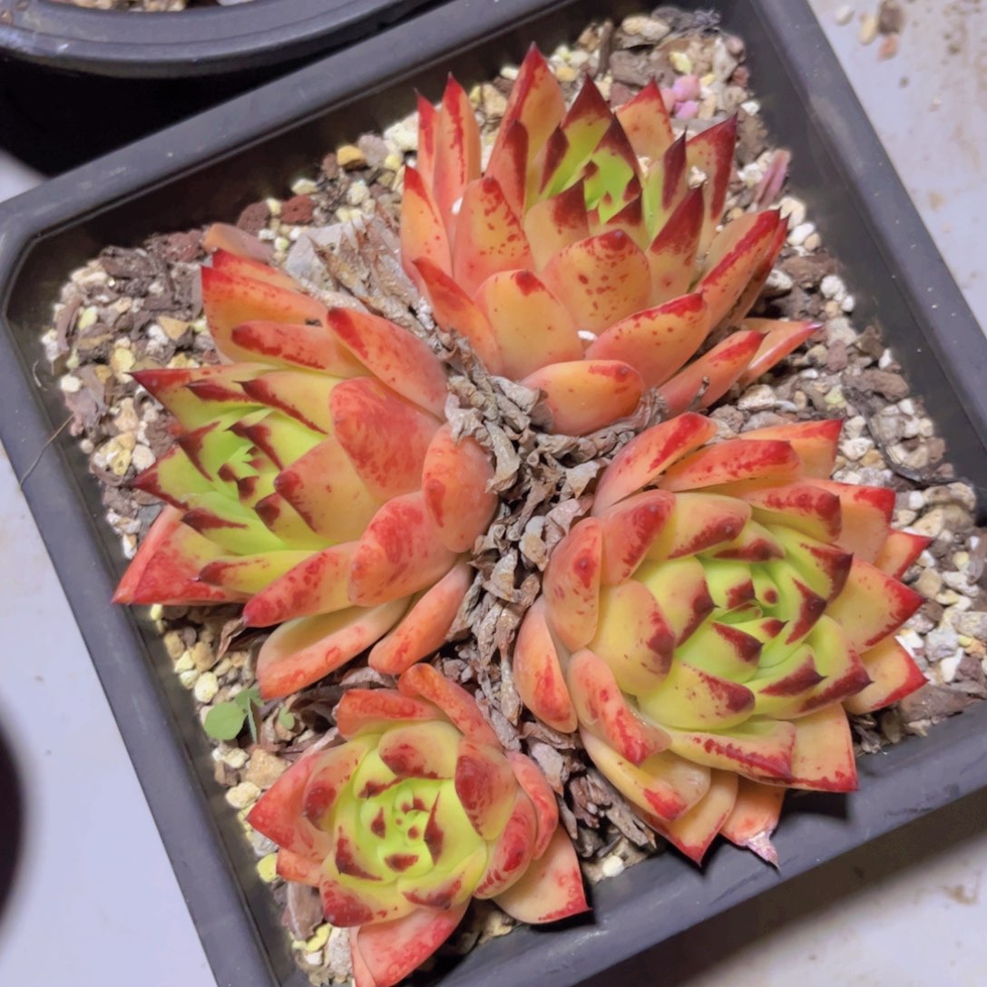 橙乌木31237多肉植物