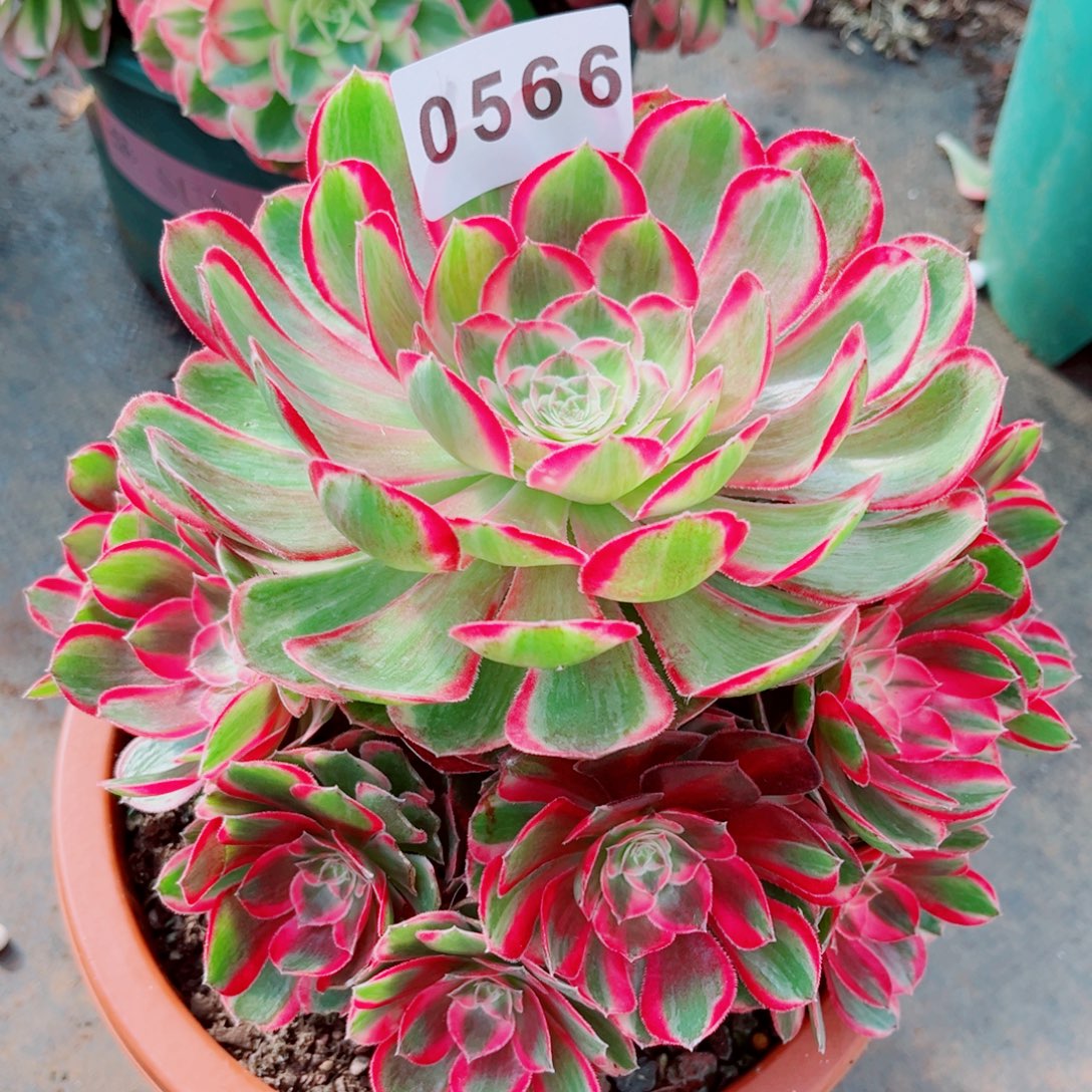 孔雀翎特价多肉发货