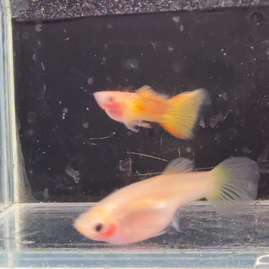 孔雀鱼黄金蕾丝玻璃猫1对