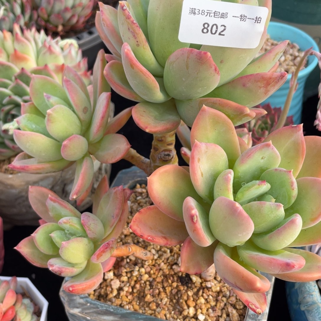 802芒果美人群生多肉