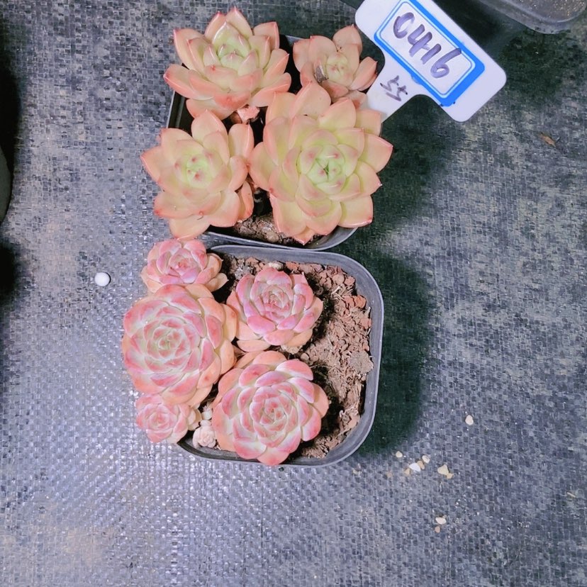 【闪购商品】沿***~0416