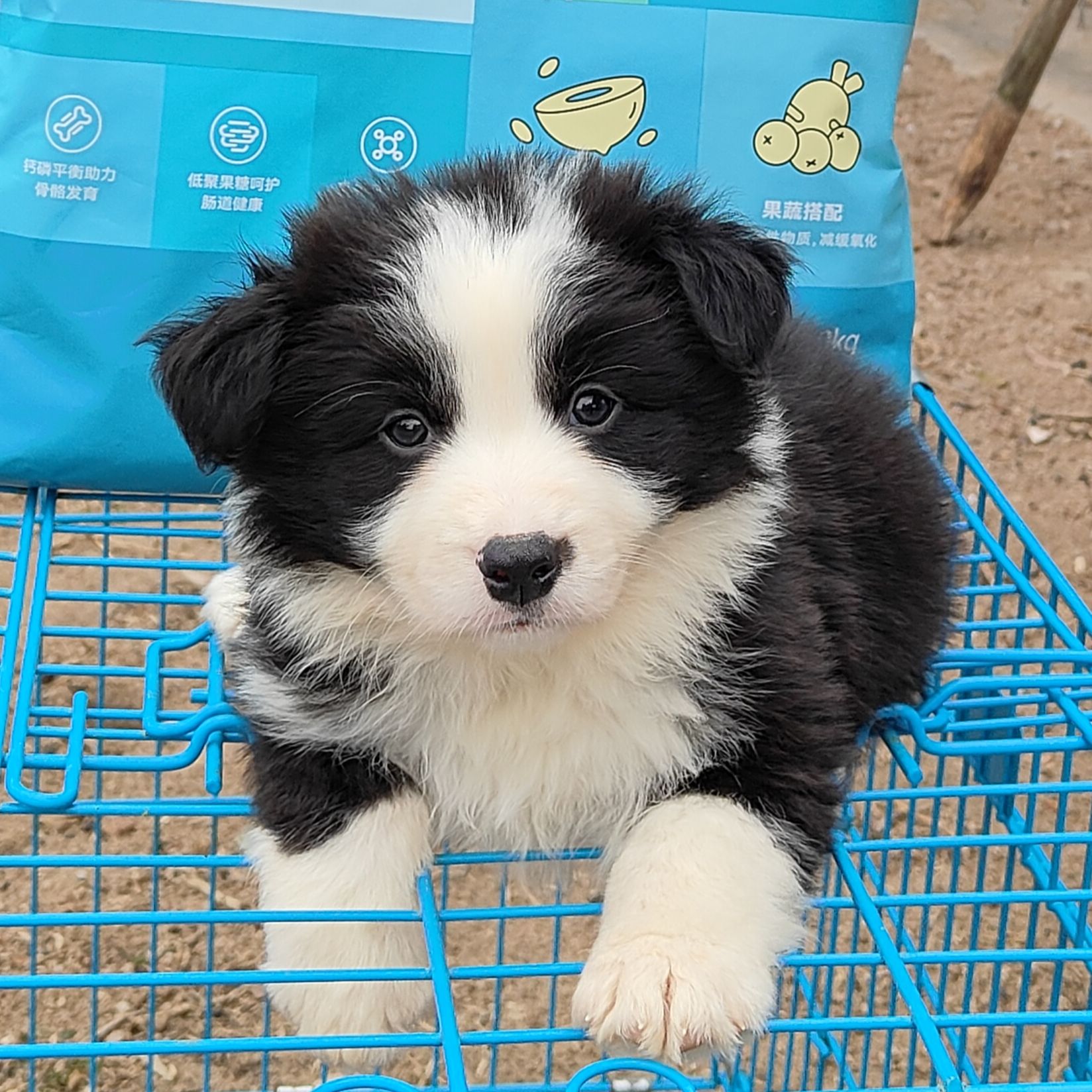 【浩天边牧】精选边牧狗狗