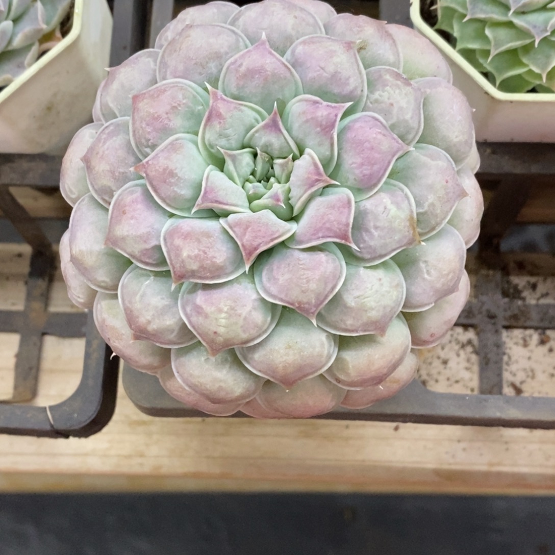 精品多肉一物一拍不包整17