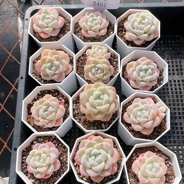 薇薇安园艺多肉2457