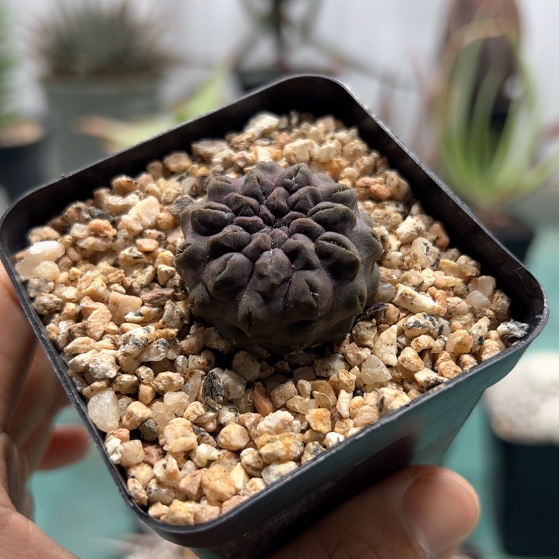 实生雷头 脱土发货  