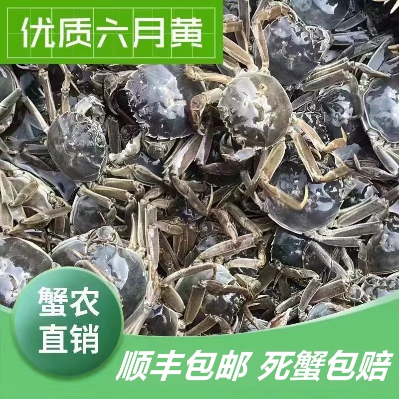 【顺丰发货】新鲜六月螃蟹0.8 - 1.1两到手25只签收二小时验货