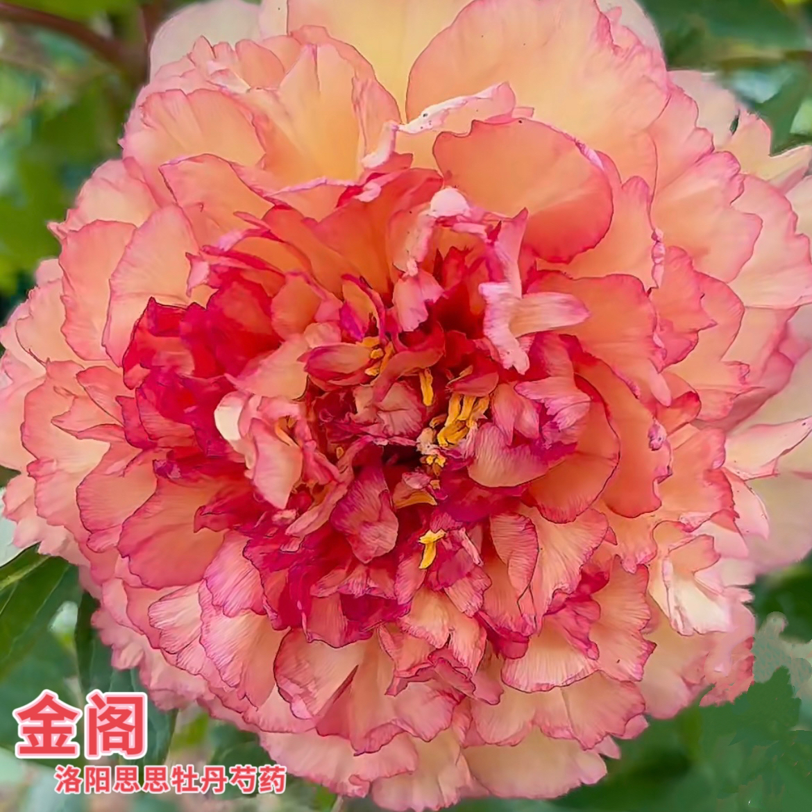 洛阳牡丹【金阁】复色系牡丹基地直发