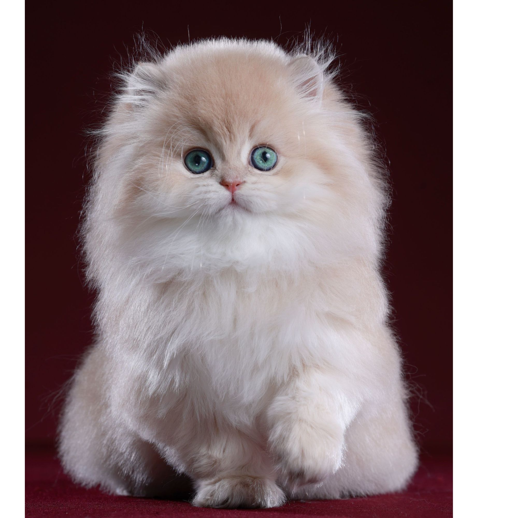 胖福——紫金长毛弟弟猫咪活体小奶猫金渐层【灵犀】