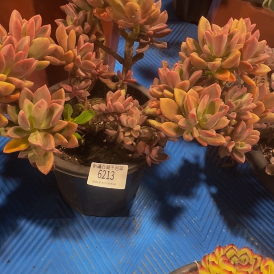 孙*娘紫星6213多肉