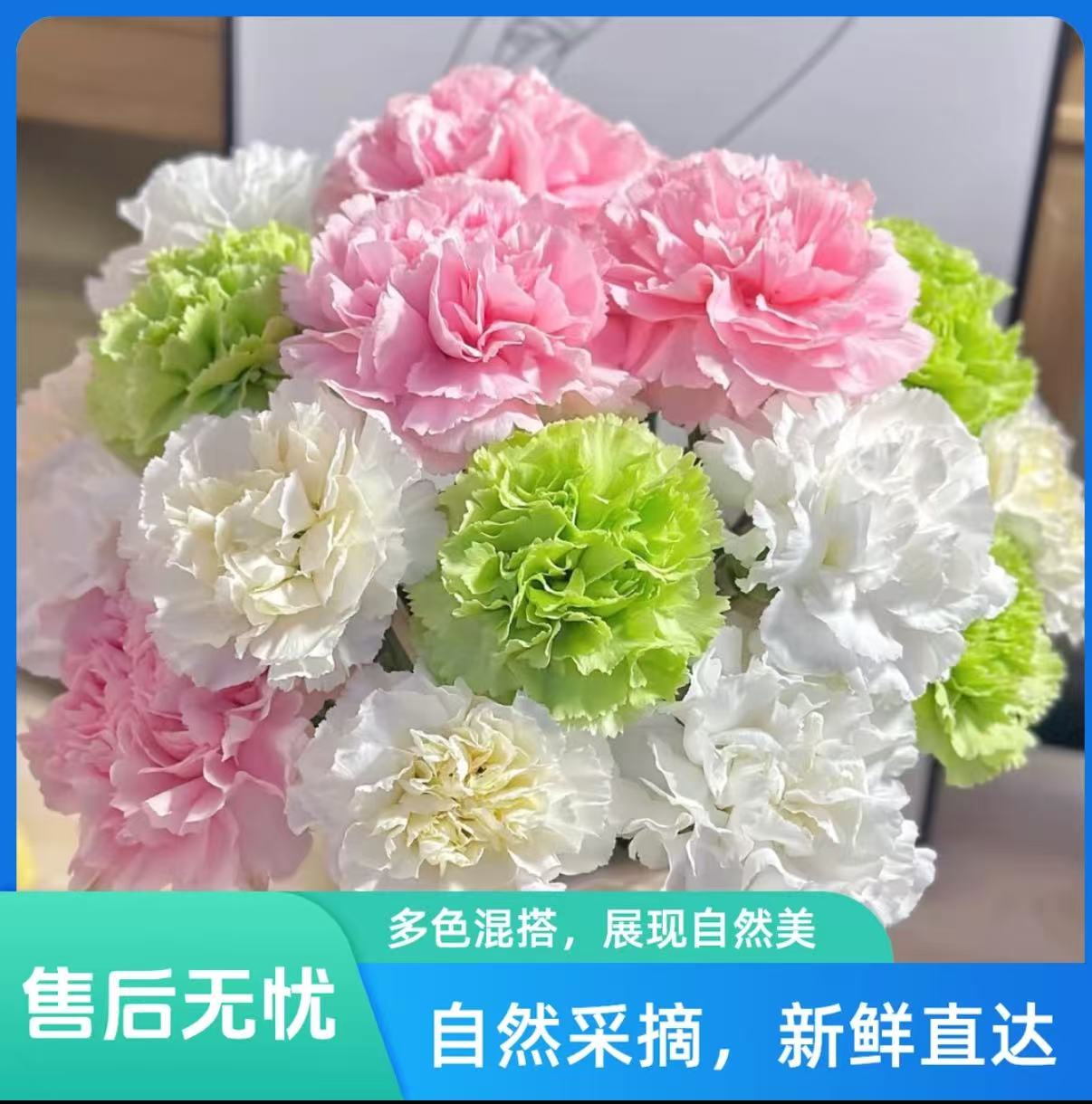 单头康乃馨鲜花 水养 云南鲜花基地直发