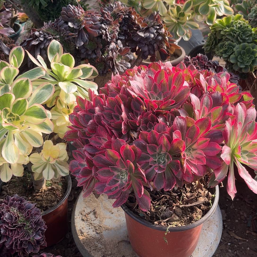 4男神法师多肉植物