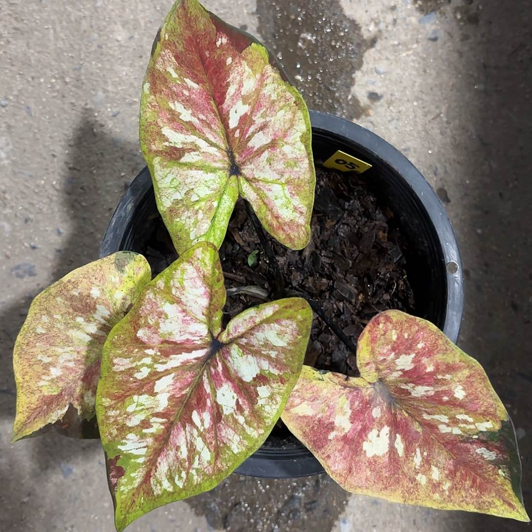 340-0125G1彩叶芋泰国发货