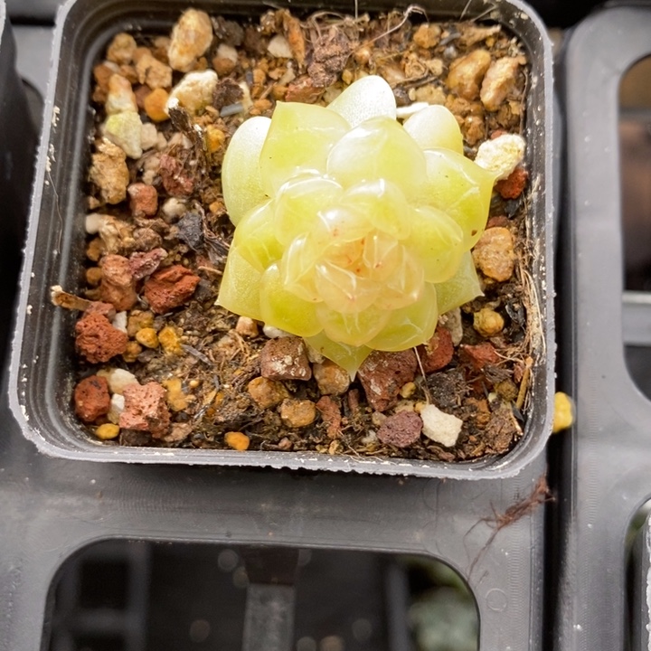 桂花雨  编号款 11.27