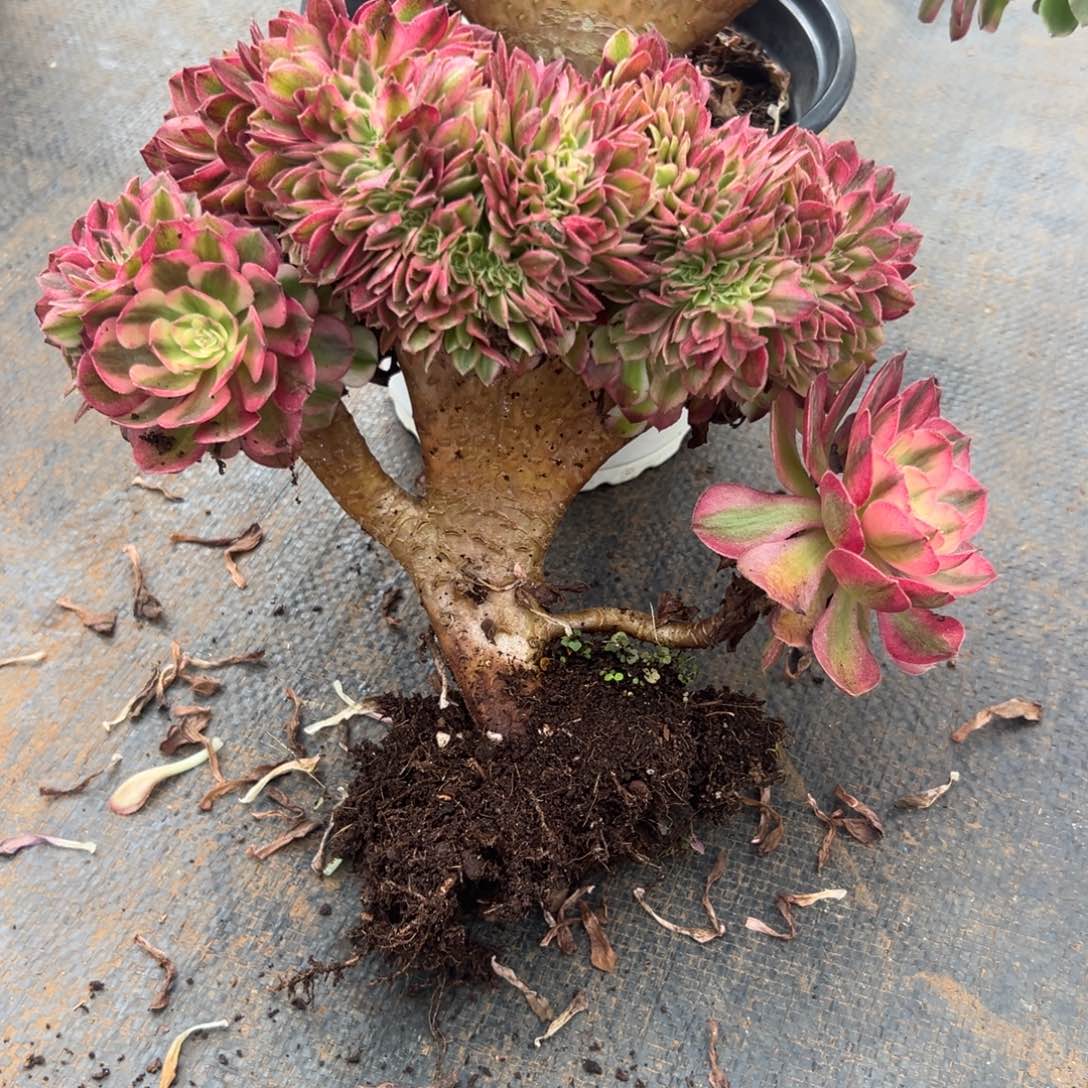 倾城缀化老桩厚板朵缀