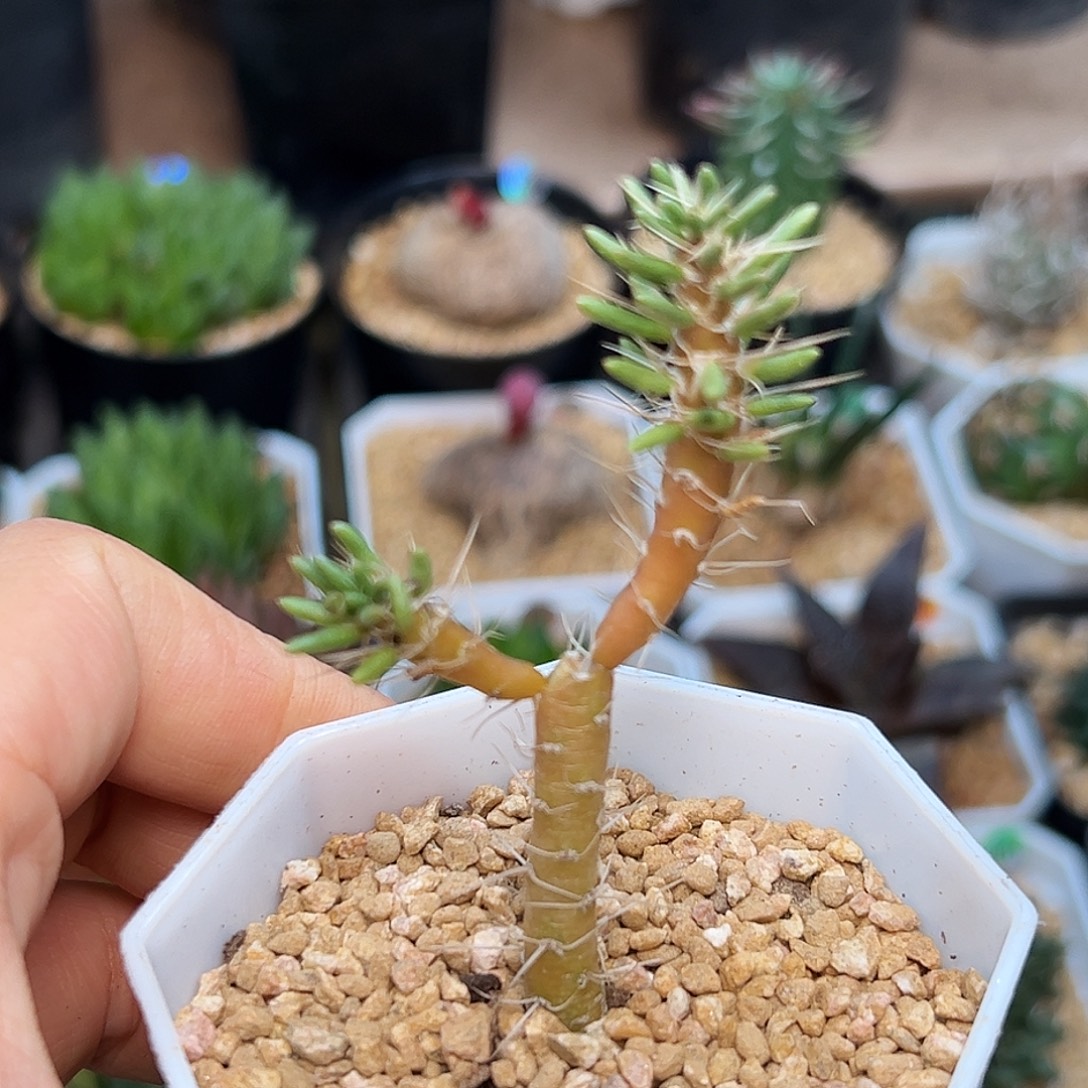 笛吹稀有团扇一颗