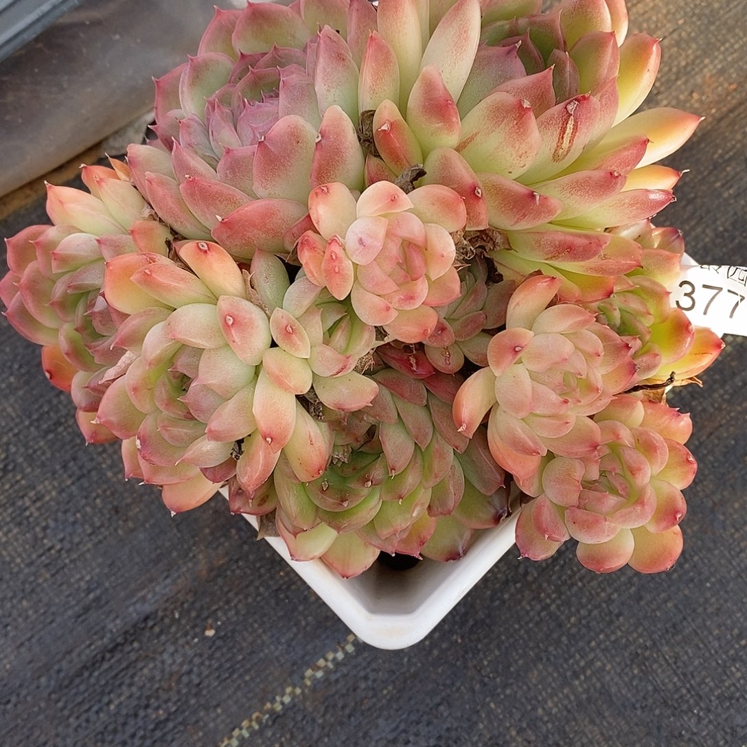 秋***歌3778杂交老桩基地～14厘米