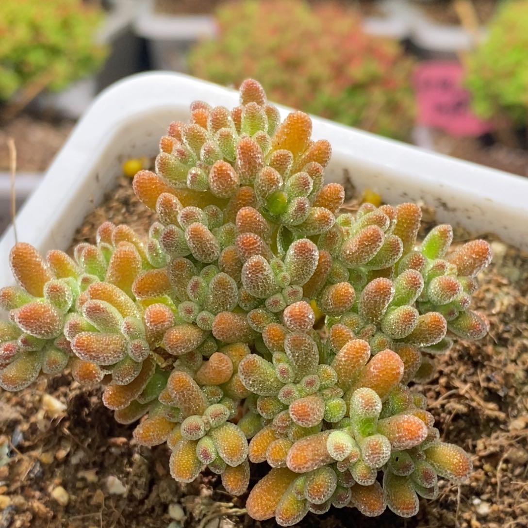 冰晶杂枝干番杏D080