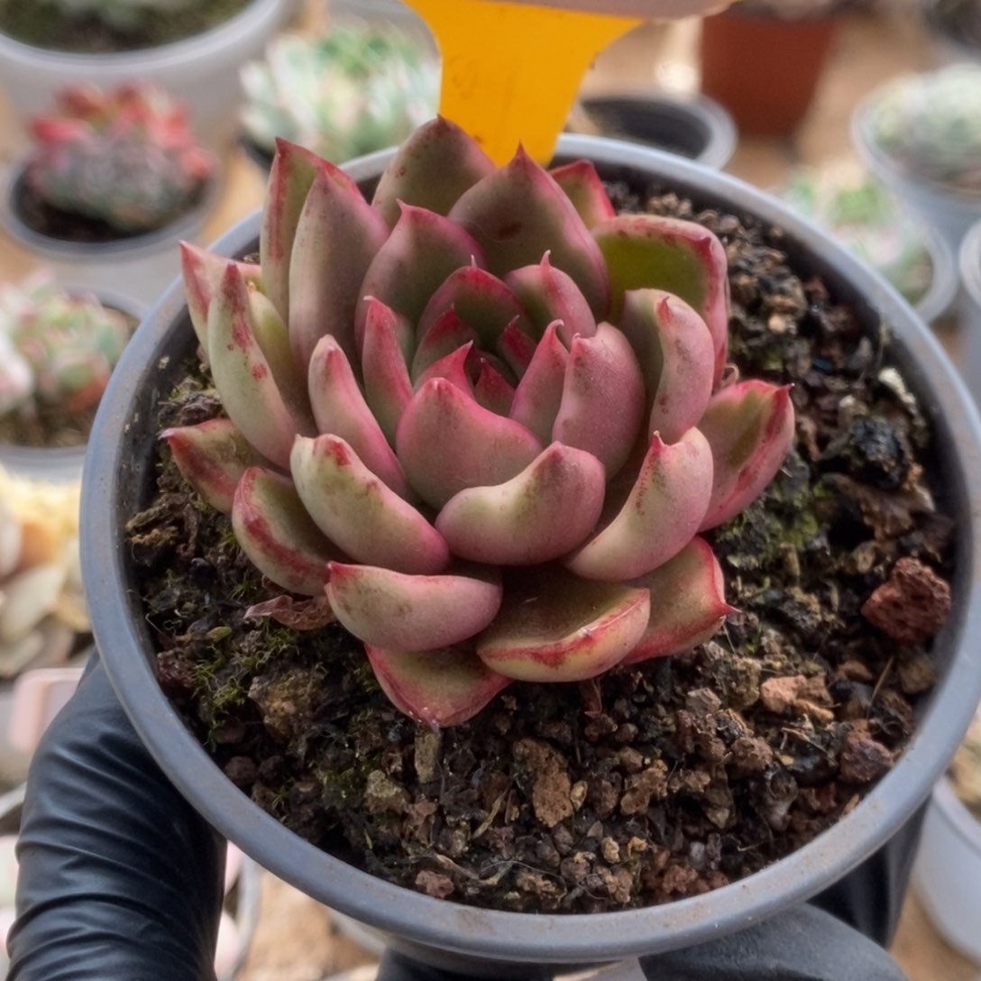 珊*Y264野马锦锦锦锦锦锦