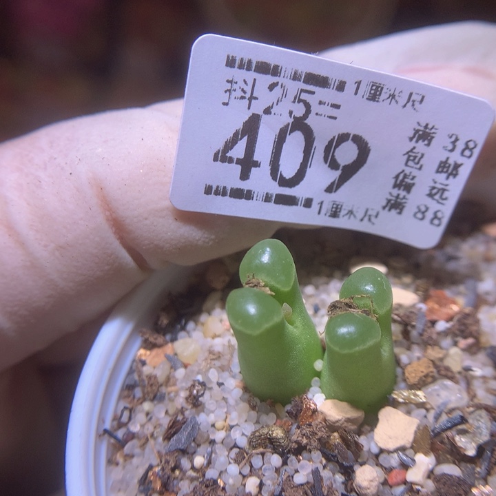 精品生石花25.409