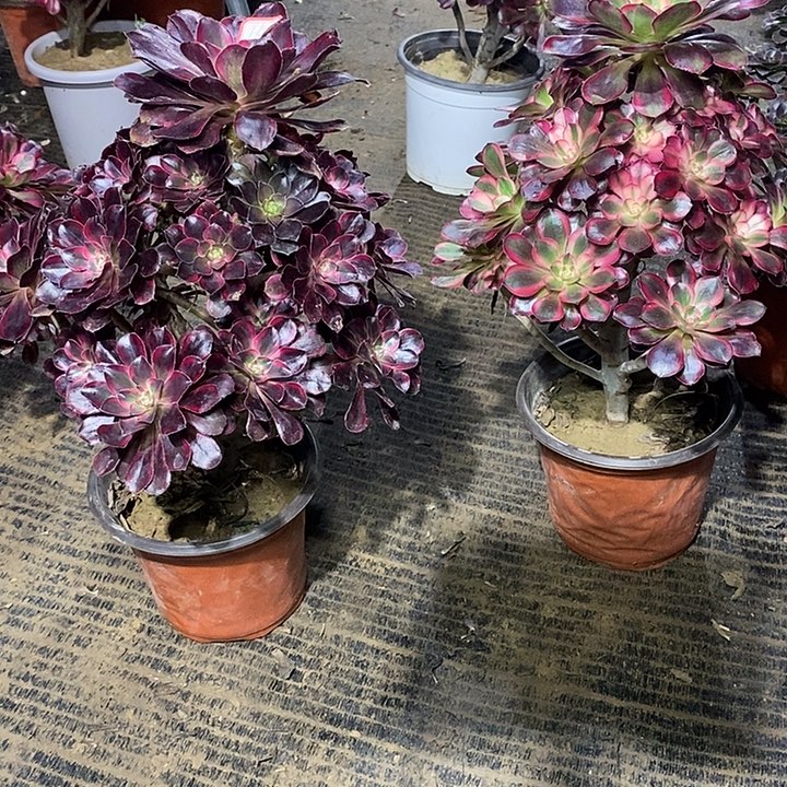 16，丽娜多肉法师有修枝多肉法师