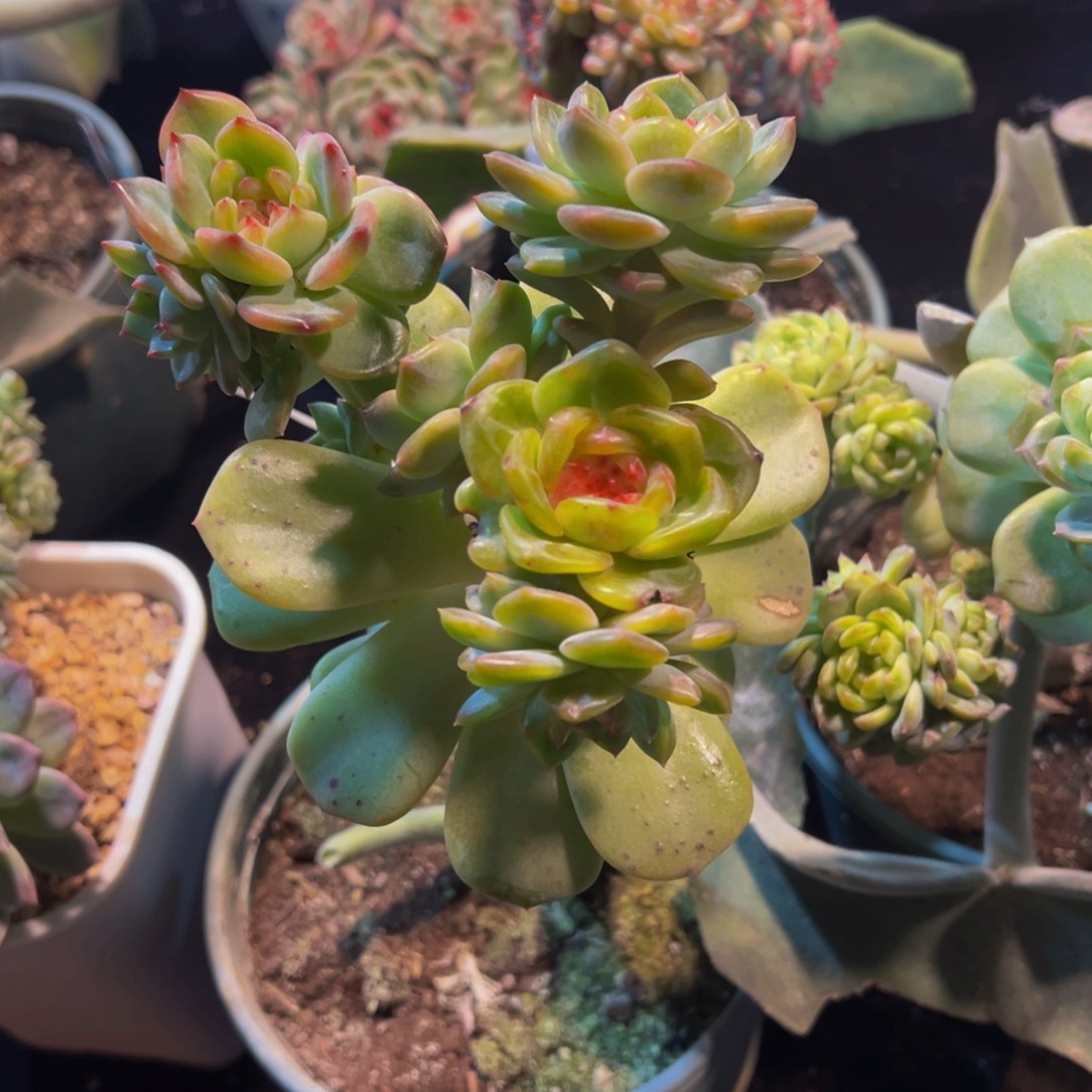 月****珍妮天天开心天天开心