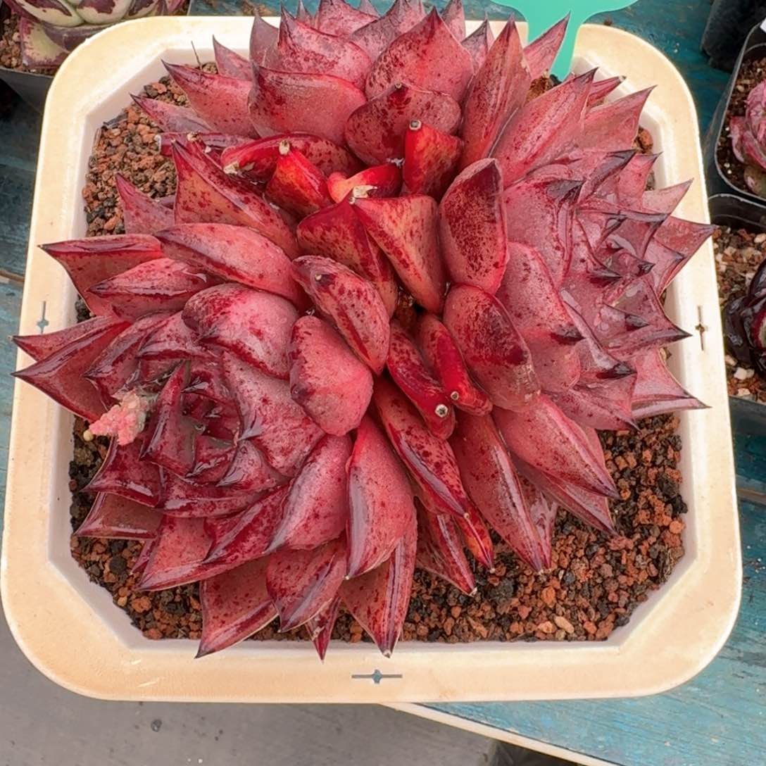 从前慢多肉精选编号0215.115