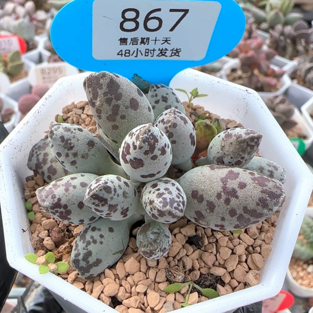 特白肌海豹。   867。   