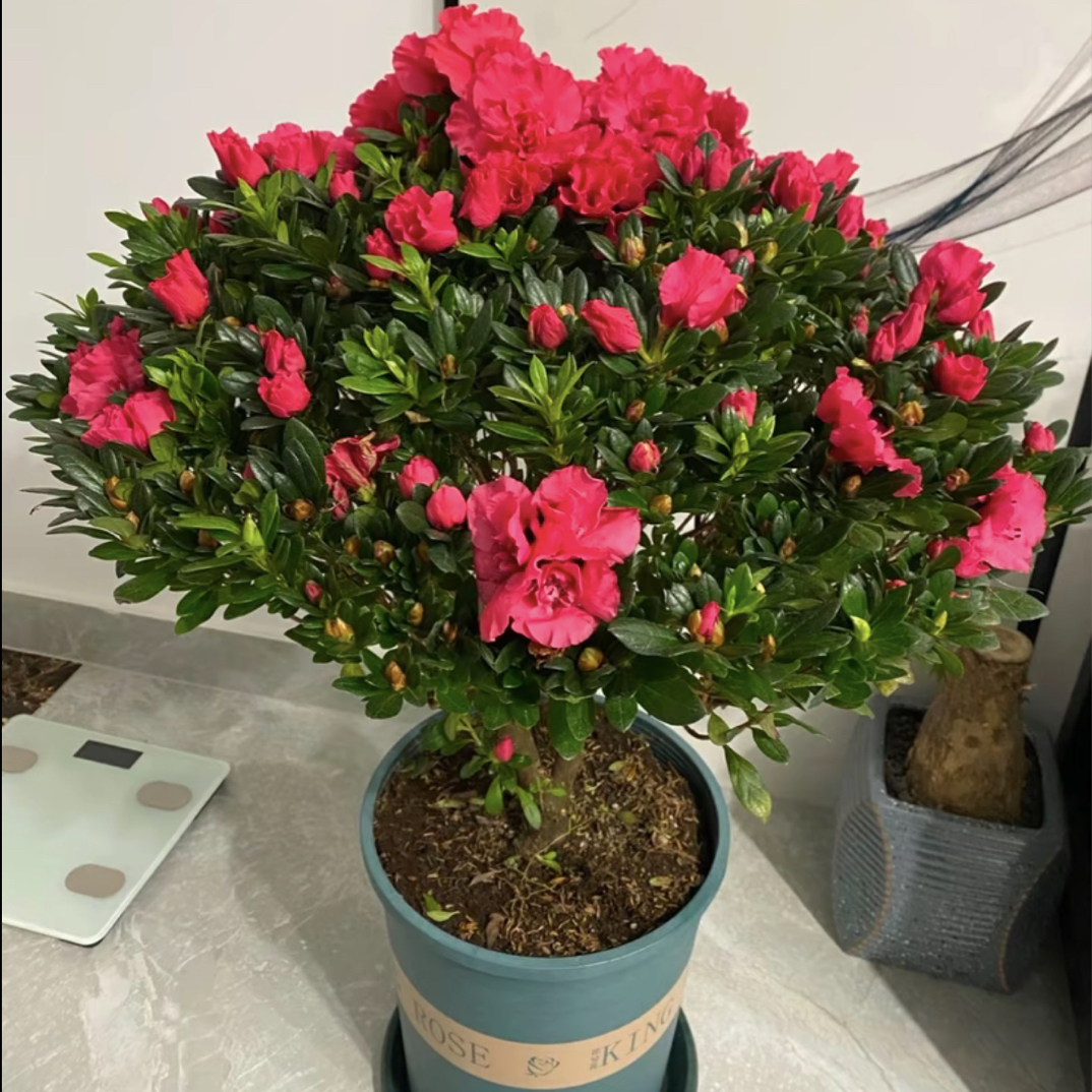 杨梅红杜鹃花带花苞发货年宵花