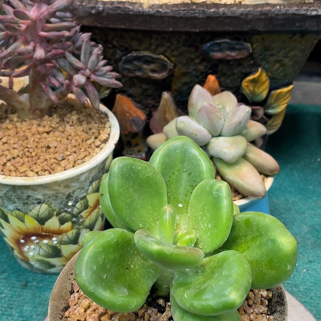 ?****?是因为那句我是真想不