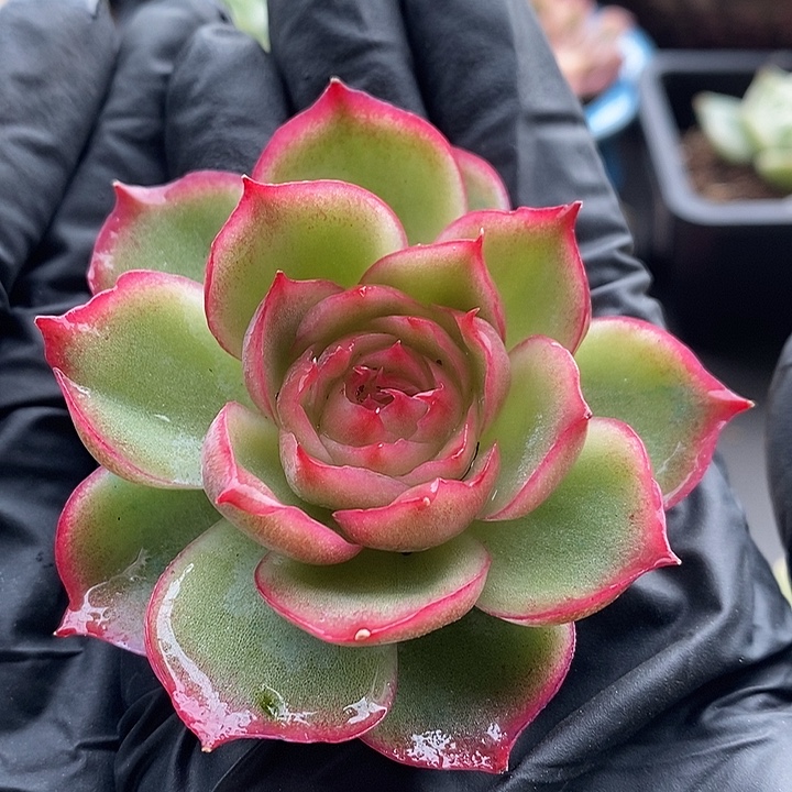 侧影玫瑰锦大多肉