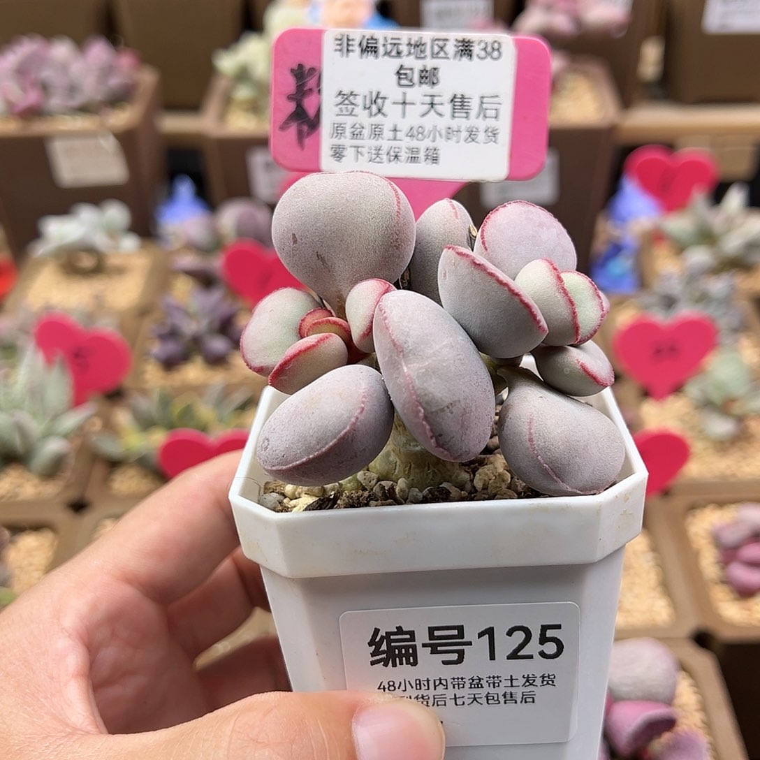 普*门125白肌红蛋水泡多肉