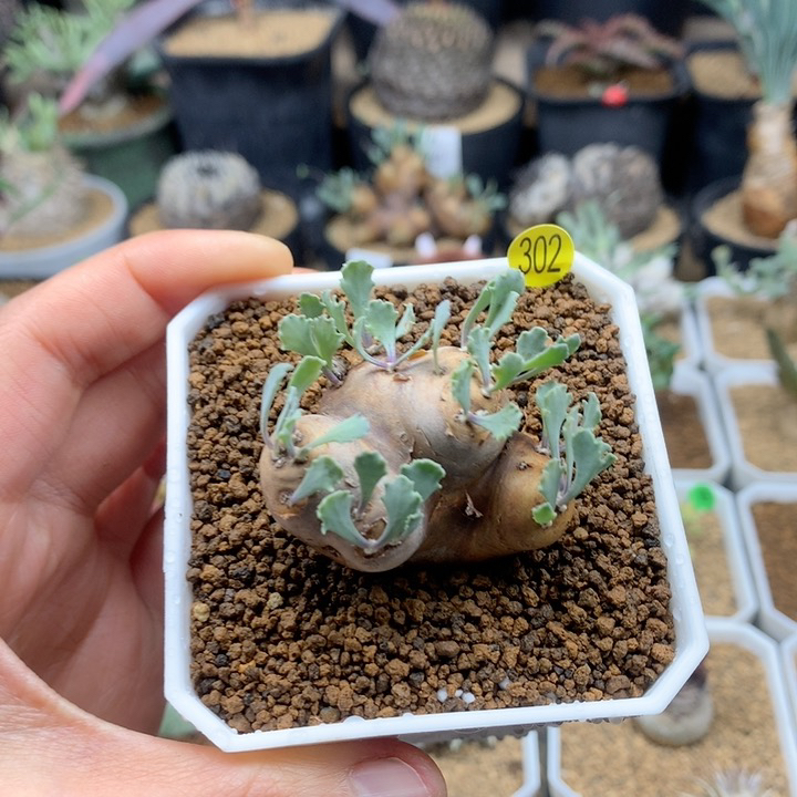 产地格加厚敦菊带盆