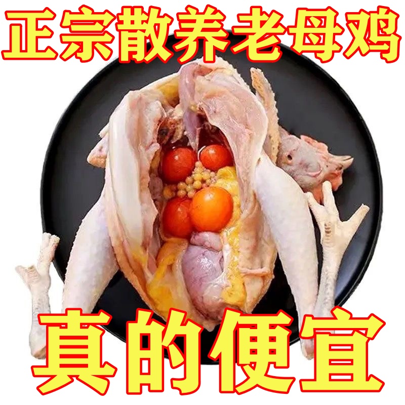 【4只老母鸡】正宗散养土鸡黄油溜达鸡净重10斤左右