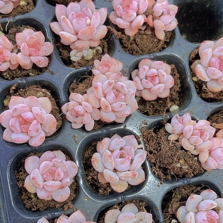 精品星星橙多肉植物