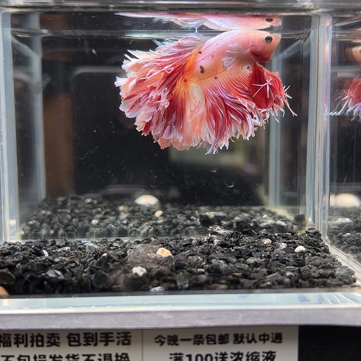 斗鱼跑单拉黑21日81