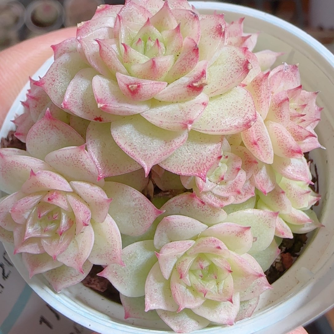 花语多肉0103-241散