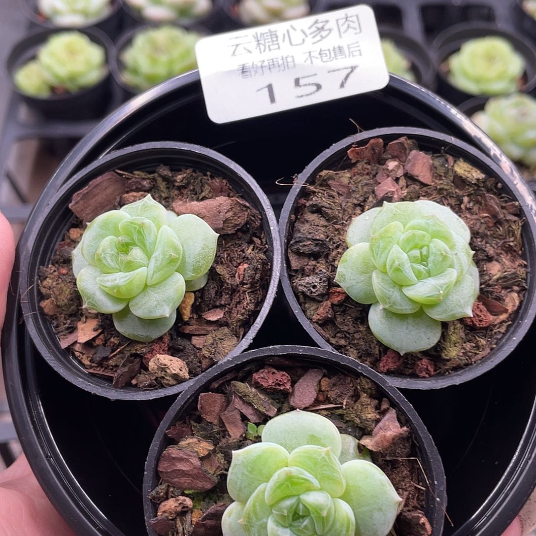 云糖心多肉植物157