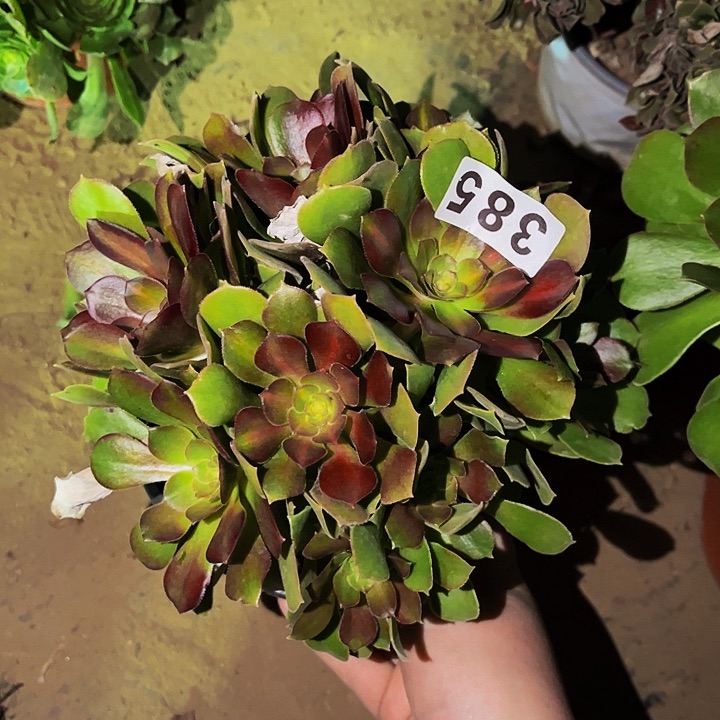 385邵修七彩多肉植物处理不售后砍头丛林