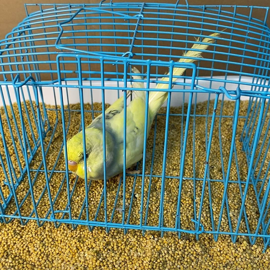 虎皮鹦鹉大头虎皮