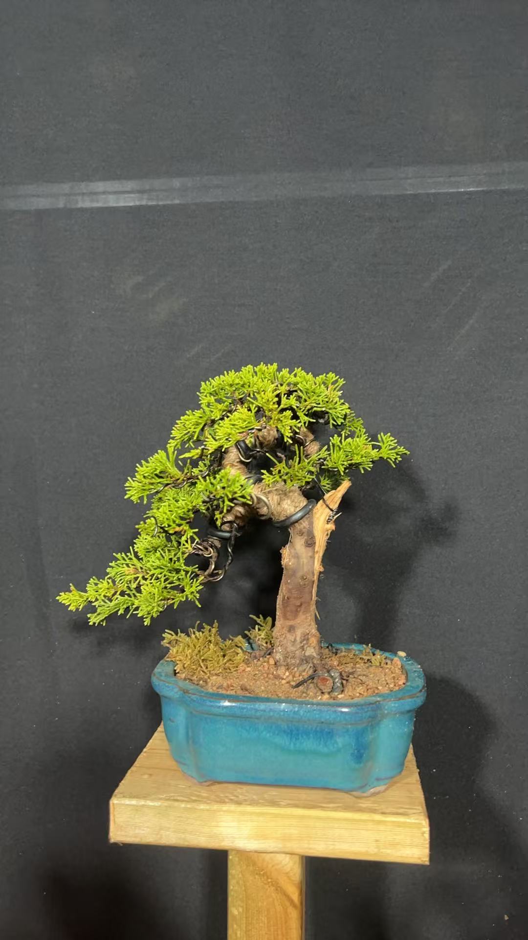 柏豫园精品松柏盆景