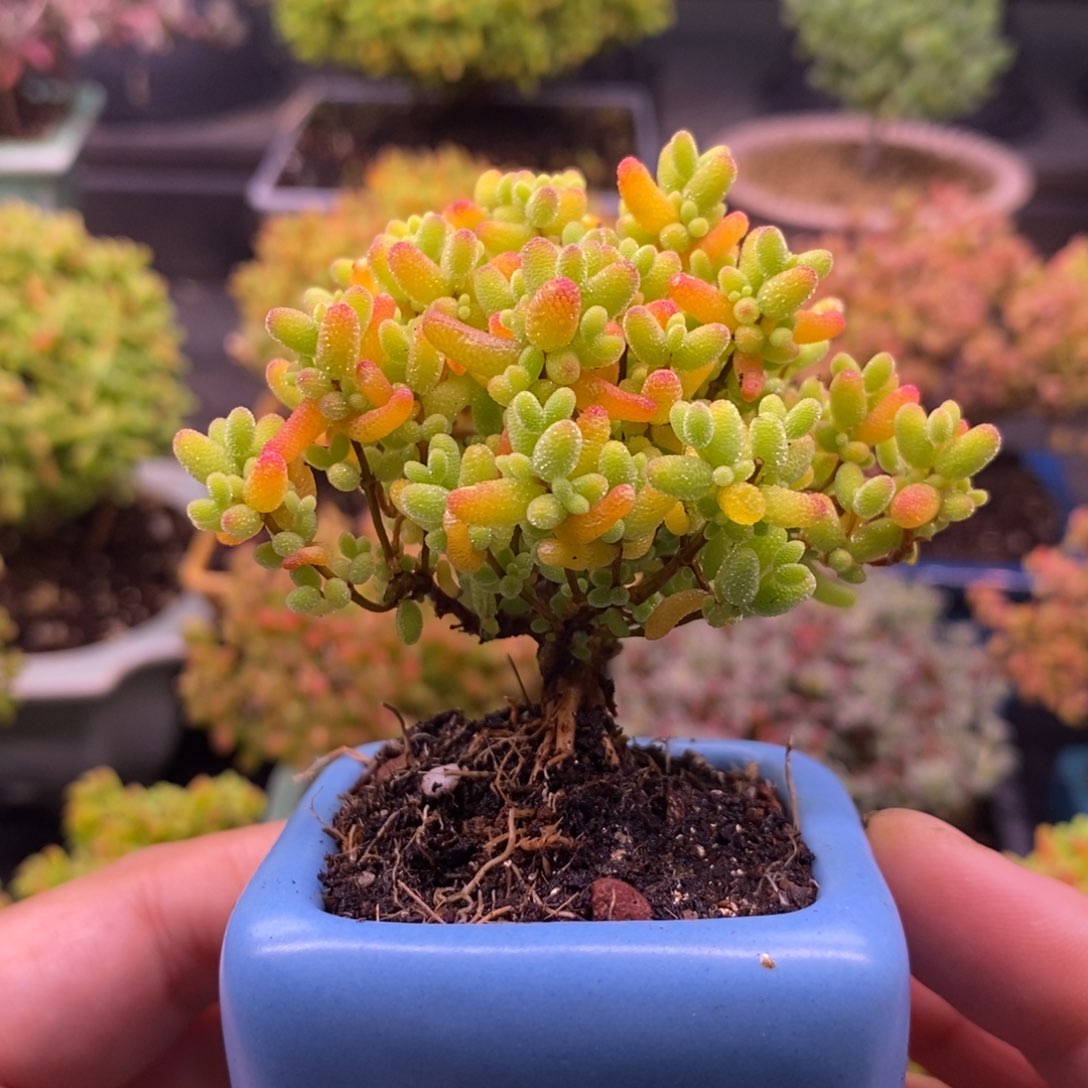 165蜜桔糖球带盆。    