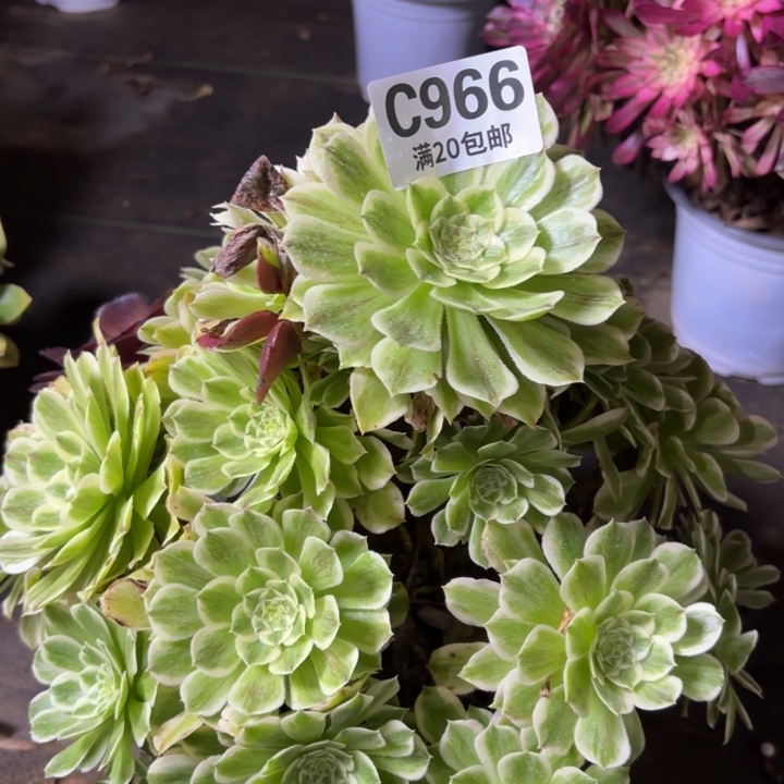 瑞妈一物一拍966