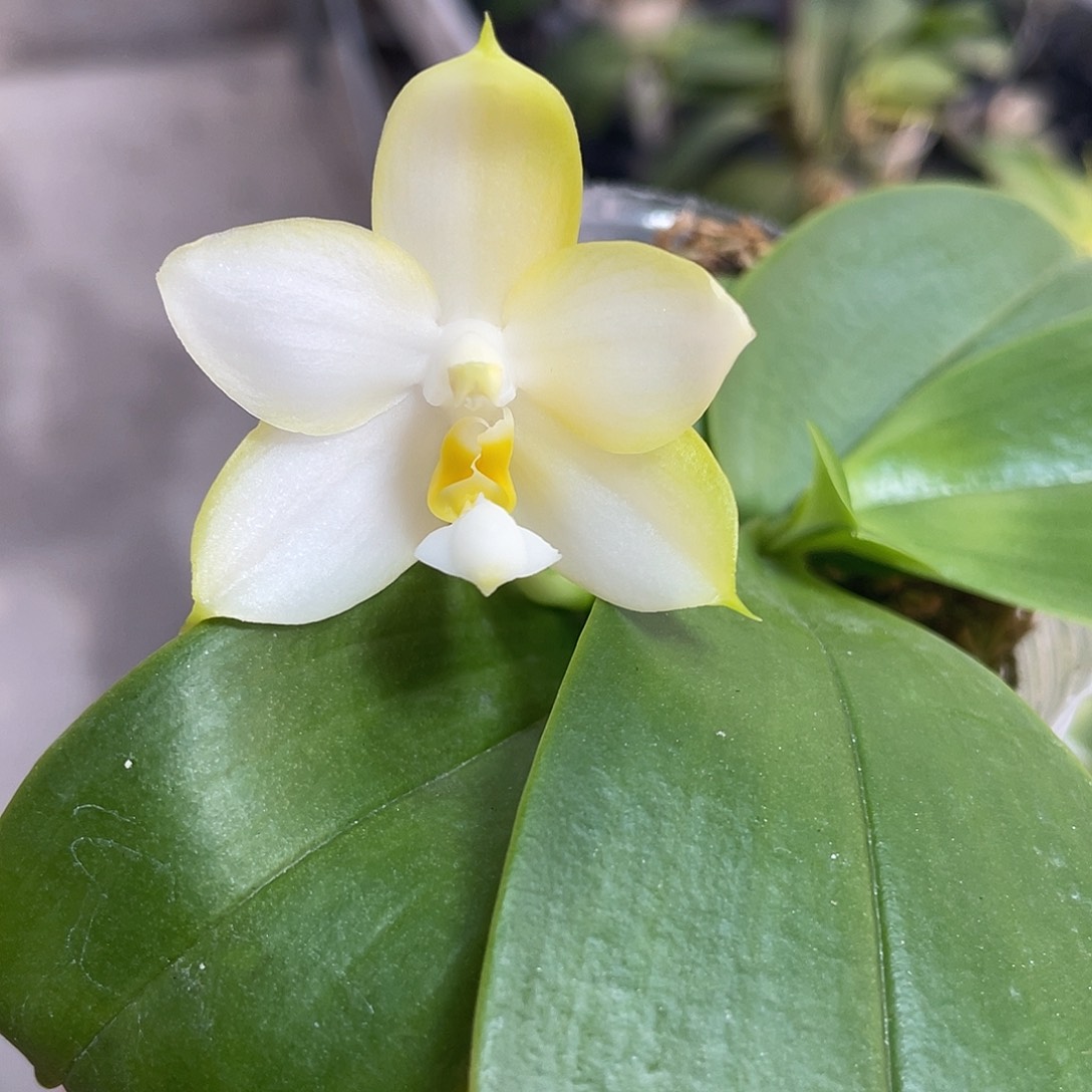 完全开放奶黄包 开花株 8号
