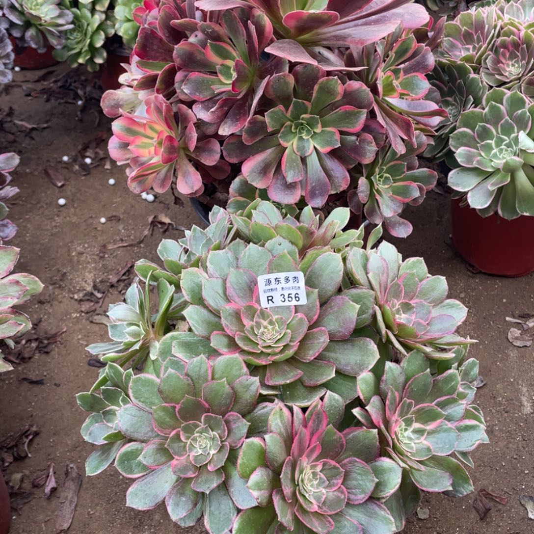 356黑膜锦多肉法师断枝不包