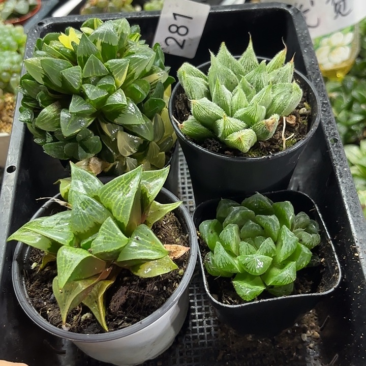 281带盆玉露组合一筐