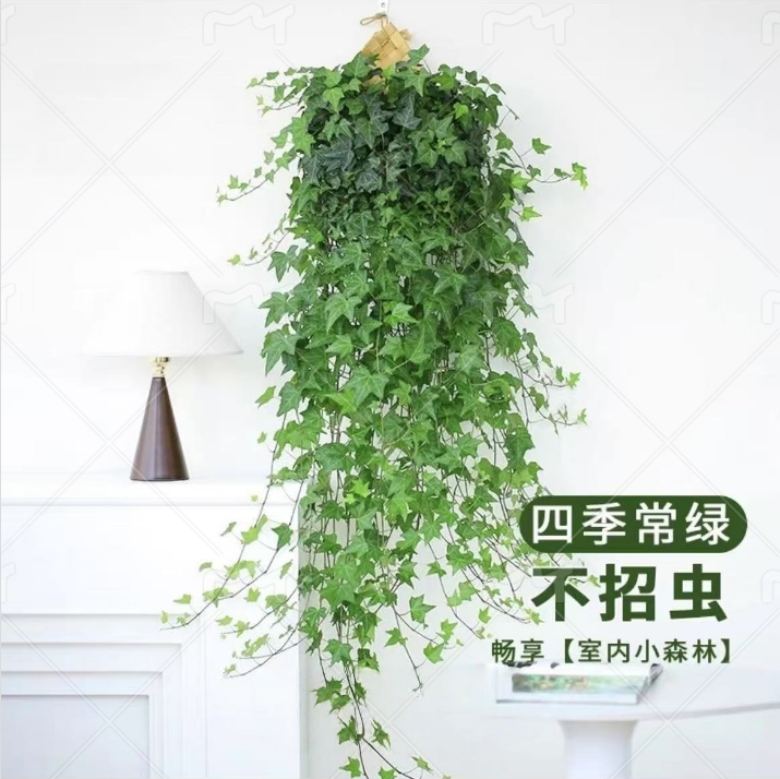 【80-110】枫叶常春藤吊兰比绿萝室内水培挂墙壁挂阳台绿植垂吊挂墙